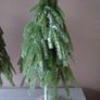 Christmas Trees X 3 Image 2