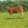5 star heifer and heifer calf Image 2