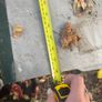 9 heavy duty roof flashings 9ft2 green coated Image 2