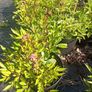 plant Image 8