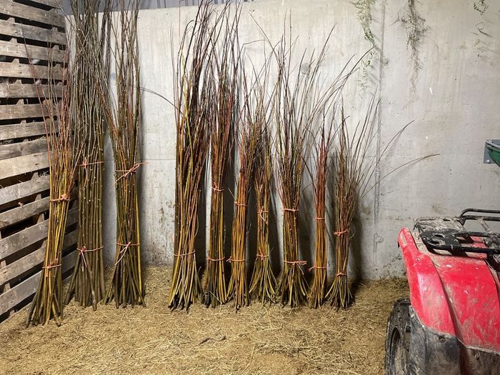 Willow cuttings