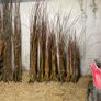 Willow cuttings Image 9