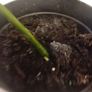 selection of monstera plants Image 10