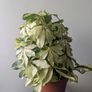 Umbrella Plant Image 2