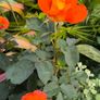 garden plants Image 7