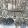animal cage Image 5