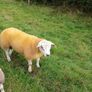 PBR texel ram lambs Image 9
