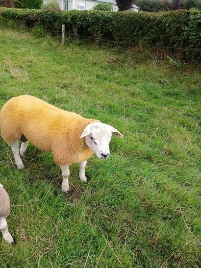 PBR texel ram lambs