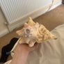 The magic conch Image 4