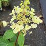 Hydrangea Paniculata Image 4