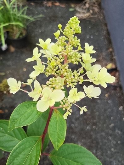 Hydrangea Paniculata