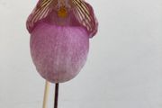 Paphiopedilum micranthum
