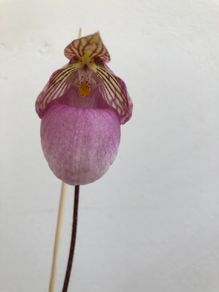 Paphiopedilum micranthum