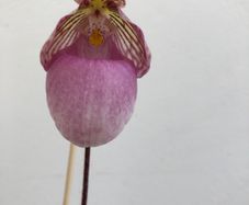 Paphiopedilum micranthum