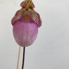 Paphiopedilum micranthum