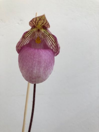Paphiopedilum micranthum