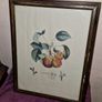 Antique engraving Duhamel, Poiteau, & Turpin - Pears Image 5