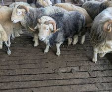 Herdwick rams