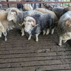 Herdwick rams