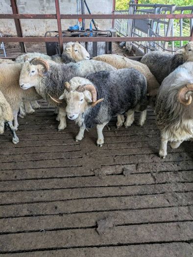 Herdwick rams