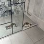 kitten Image 9