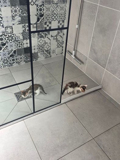 kitten
