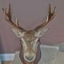 Irish Red Deer head Image 2