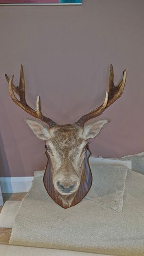 Irish Red Deer head