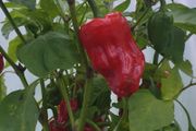 Chili Pepper 'Aleppo' - Irish Seed