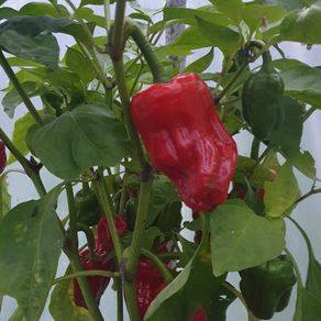 Chili Pepper 'Aleppo' - Irish Seed