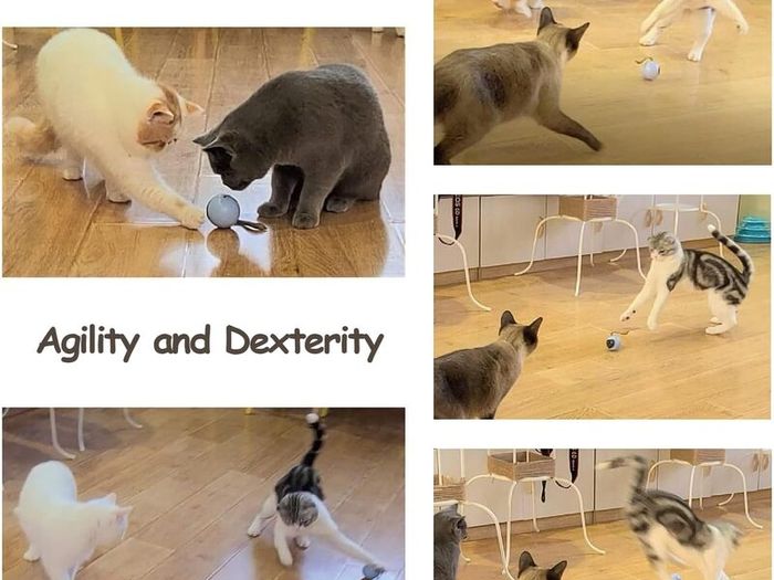 Interactive Cat Ball Toy Set, Fun Tracker, Automatic Rolling Chase Ball with Fluffy Tail, A Small Mice, Rechargeable