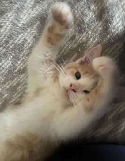 half maine coon male