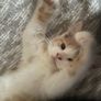 half maine coon male Image 6