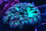 Green gonipora