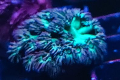 Green gonipora