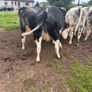 Belgium blue springing heifers Image 3