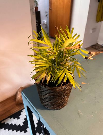 25 Potted Plants & 6 Boxes of Floral Styling Stock