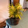 25 Potted Plants & 6 Boxes of Floral Styling Stock Image 4