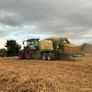Pea straw/ pea Haulm FODDER Image 4