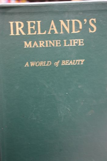 Ireland's Marine Life