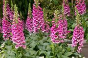 Foxglove "Candy Mountain" Plant