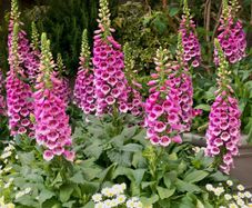 Foxglove "Candy Mountain" Plant
