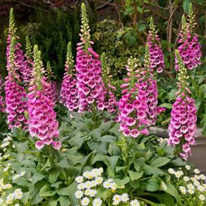 Foxglove "Candy Mountain" Plant