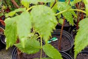 Raspberry canes in large pots