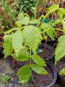 Raspberry canes in large pots