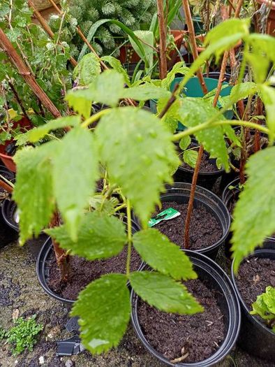 Raspberry canes in large pots