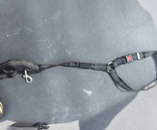 Dog seat belt