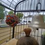 parrot cage for sale Image 4
