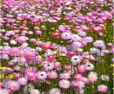 (D) Mangles Everlasting Seeds 0.5g Paper Daisy (185301)