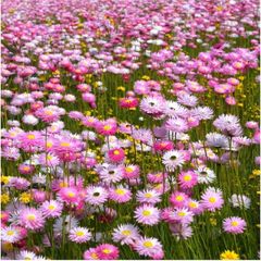 (D) Mangles Everlasting Seeds 0.5g Paper Daisy (185301)
